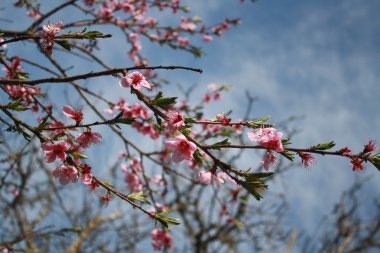 Bahçede şeftali Pembe çiçek