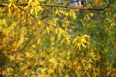 Güneşli bir gün sarı çiçek