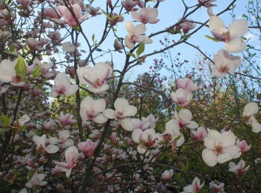 Parkta manolya çiçekleri