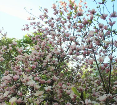 Parkta manolya çiçekleri