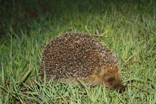 Hedgehog in grass at night — Stock Photo, Image
