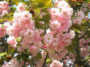 Sakura baharda çiçek açar