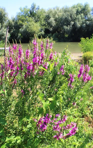 Purple flowers near the river