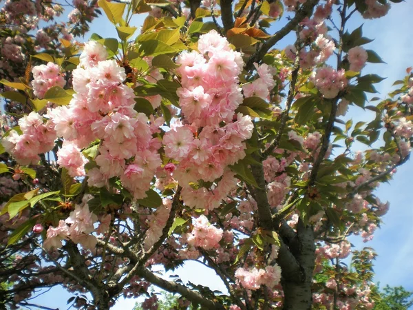 Sakura baharda çiçek açar — Stok fotoğraf