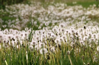 Karahindiba tam bir çayır