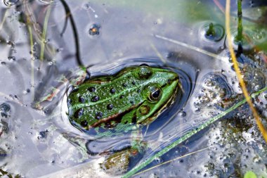 bir su yeşil kurbağa.