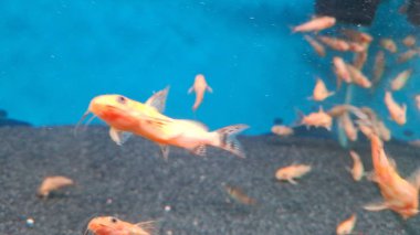 Sudaki balıklar, sualtı faunası, sualtı faunası