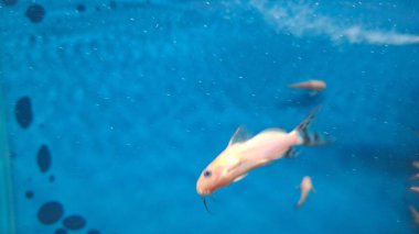 Akvaryumdaki balıklar