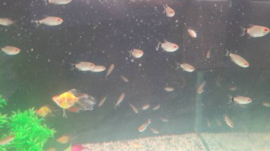 Akvaryumdaki balıklar