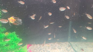 Güzel su altı balık manzarası