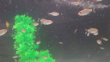 Tropikal bir balığın sualtı görüntüsü