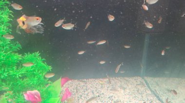 Akvaryumdaki balıklar