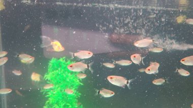 Denizin güzel sualtı dünyası