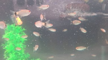 Akvaryumdaki balıklar