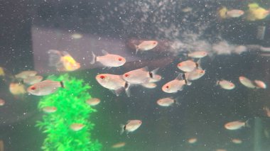 Akvaryumdaki tropikal mercan resifinin su altı manzarası