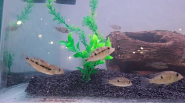 Şehirdeki güzel akvaryum