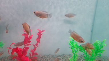 Akvaryumdaki güzel balıklar