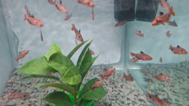 Akvaryumdaki balıklar