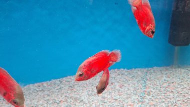 Lezzetli Asya yemeklerini yakın plan çek.