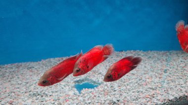Akvaryumdaki kırmızı balık