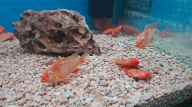 Akvaryumdaki balıklar