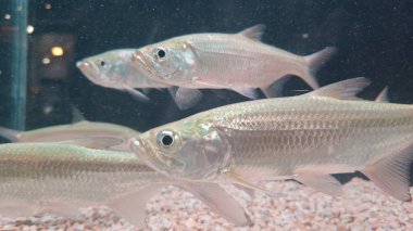 Güzel bir deniz balığına yaklaş.