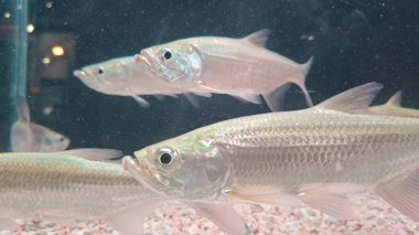 Akvaryumdaki balıklar