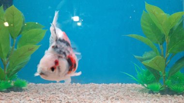 Akvaryumdaki güzel balıklar