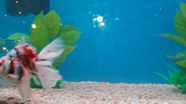 Şehrin güzel manzarası