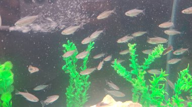 Akvaryumdaki balıklar