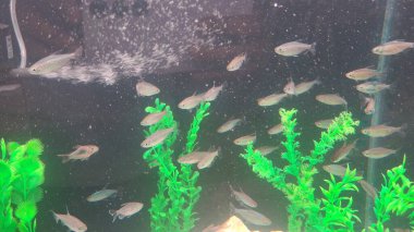 Denizin güzel sualtı dünyası