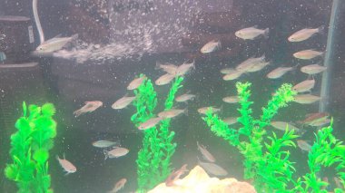 Deniz manzarası çok güzel.