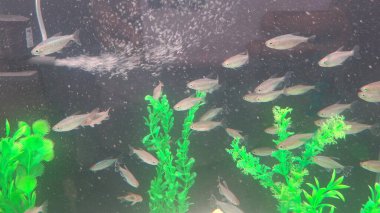 Akvaryumdaki güzel balıklar