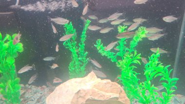 Akvaryumun güzel manzarası