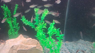 Akvaryumdaki güzel balıklar