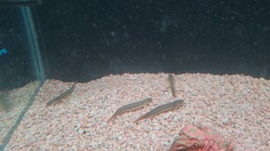 Akvaryumdaki balıklar