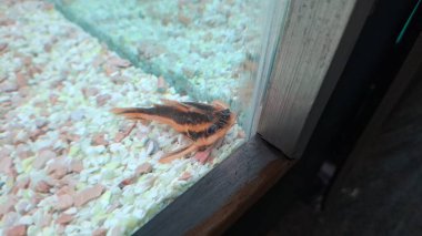 Güzel bir kuşu olan küçük bir akvaryum.