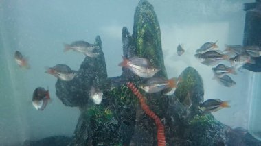 Güzel akvaryum, akvaryumdaki balıklar