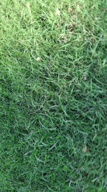 yeşil çimen dokusu, doğa arkaplanı