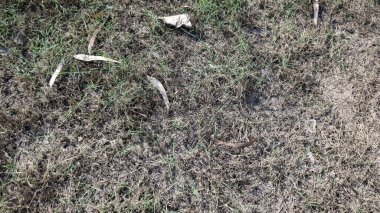 Ormandaki kuru otların yakın plan çekimi.