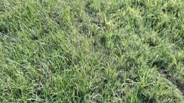 Bahçedeki yeşil çimenler