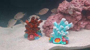 Su altı yaşamı, deniz yaşamı.