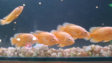 Akvaryumdaki balıklar