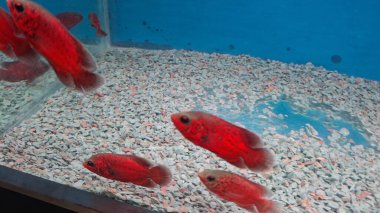 Akvaryumdaki balıklar