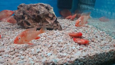 akvaryum balık yakın çekim