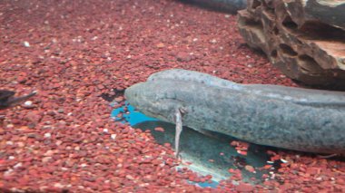 Akvaryumda büyük siyah bir at.