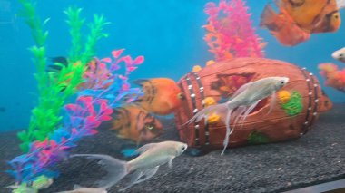 Akvaryumdaki güzel balıklar