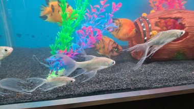 Balıkların sualtı manzarası, deniz yaşamı