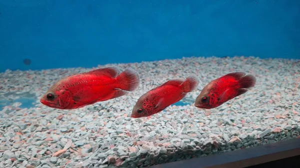 red and white fish