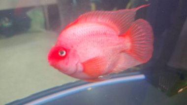 Endüstriyel Nesneler Çiğ Demir Makineler Plastik Parçalar Küf Öldür